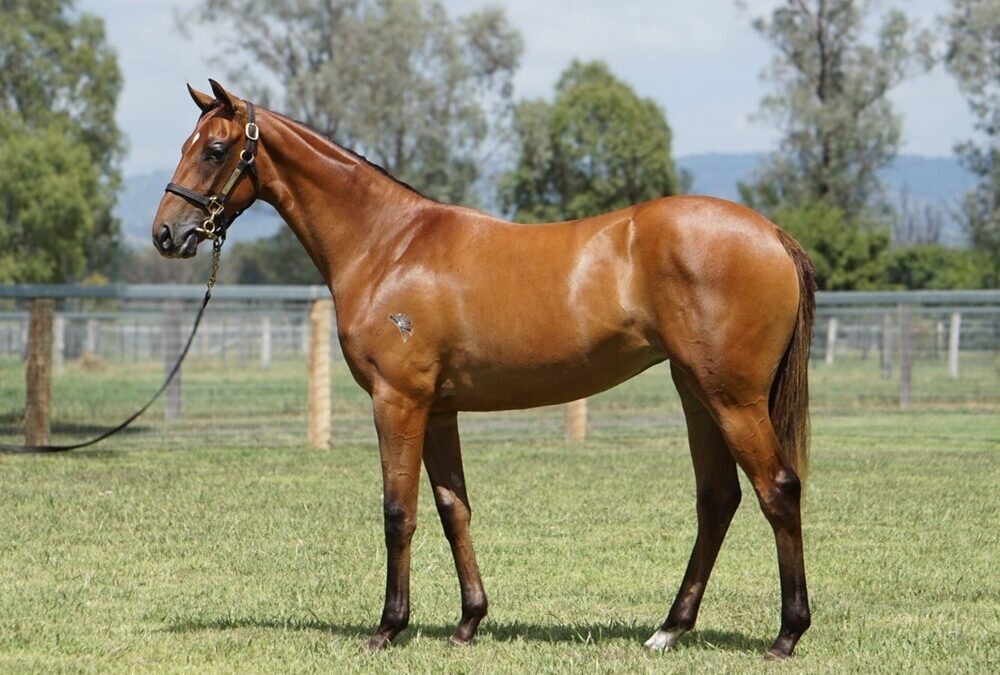 Un-named (Farnan – Nicky’s Brown Miss)